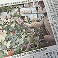 北海道新聞：洋蘭展