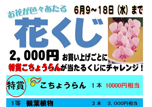 2025お花が色々とあたる！　花くじ　が始まるよ♪