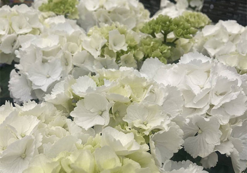 新入荷のお花たち！！　たかはしダリア（数量限定です）