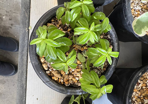 Flower&Garden TAKAHASHI DARIA　入荷情報！2026/2/23