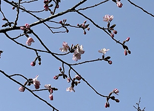 桜、開花です★