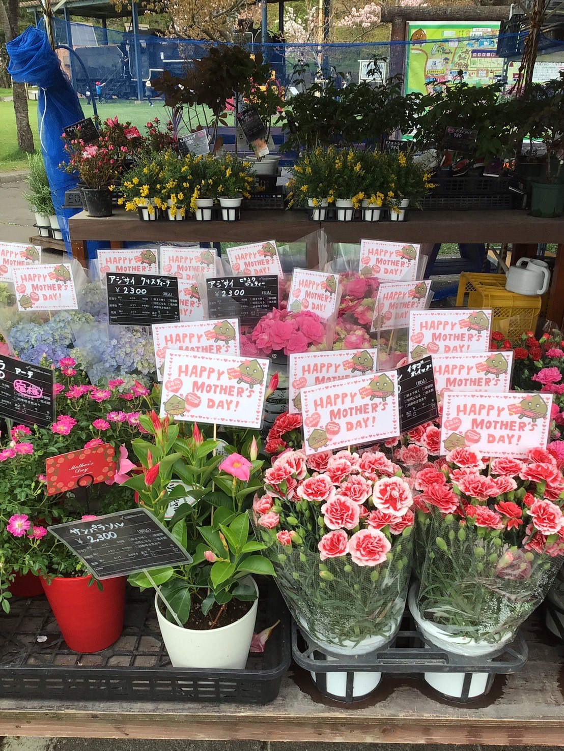 5月11日は母の日です♪