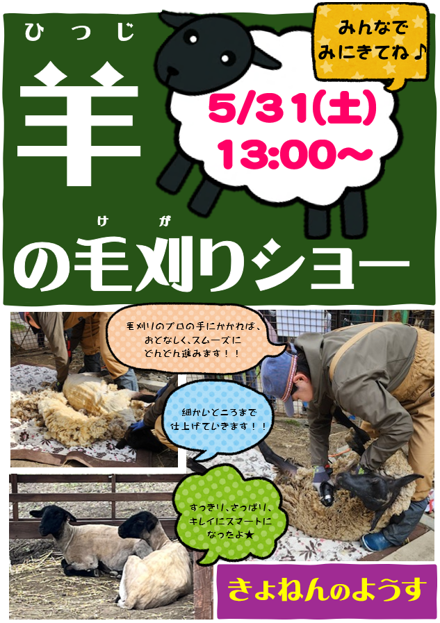 『羊の毛刈りショー』決定！！