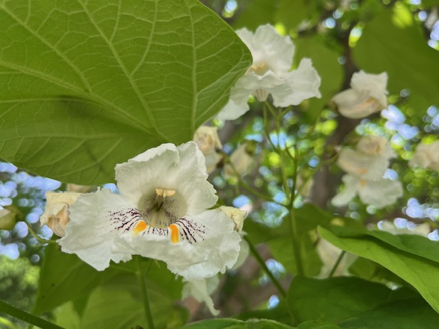 アメリカキササゲ、開花しました！！