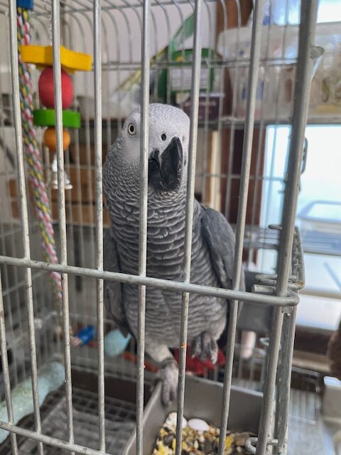 『ヨウム』さん仲間入り♪